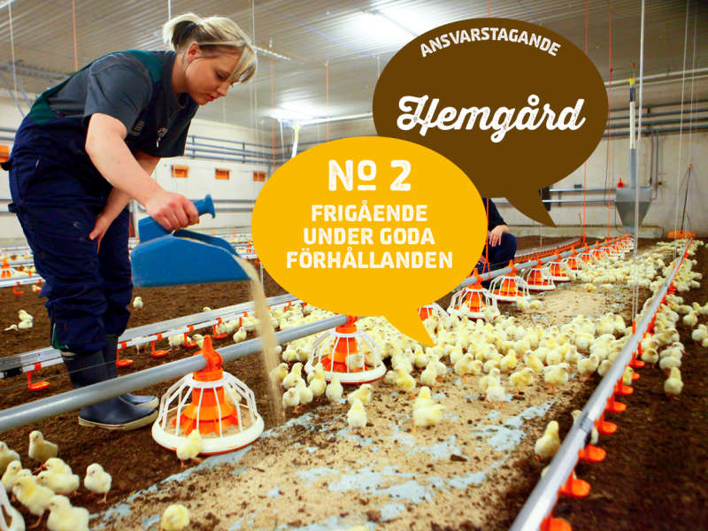 2) Frigående under goda förhållanden