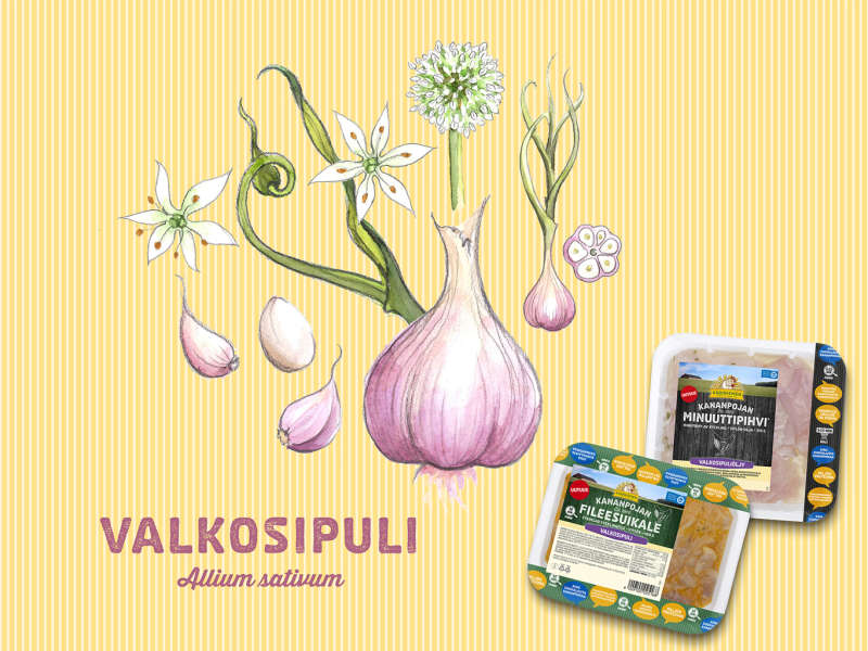 Kanapoika villiintyi valkosipulista
