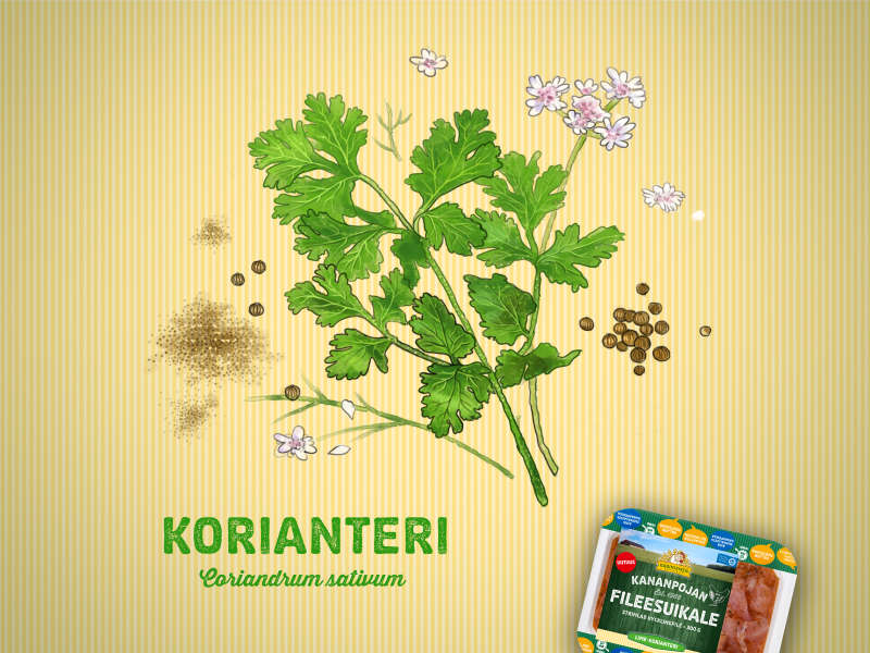 Kumpi oli ensin, korianteri vai kananpoika?